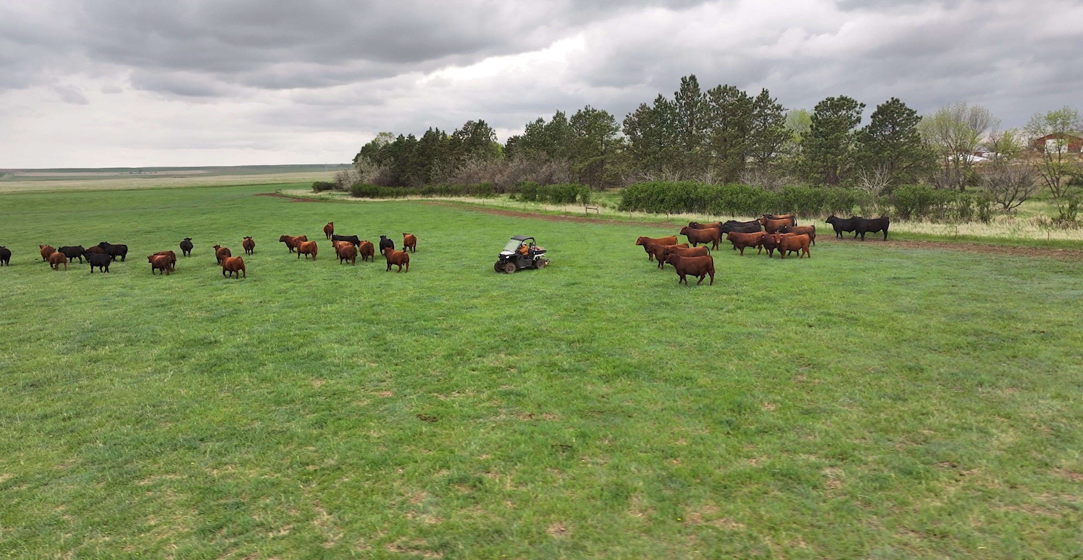 Brooke and Cattle